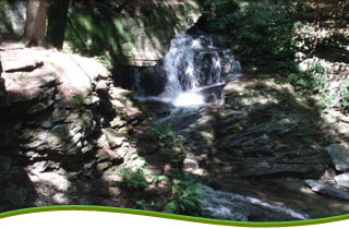 Russell Brook Campsites